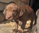Vizsla Puppies for sale in Blue Ridge, Virginia. price: $400