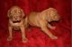 Vizsla Puppies for sale in Detroit, MI, USA. price: NA
