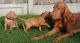 Vizsla Puppies for sale in Wilmington, NC, USA. price: NA