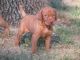 Vizsla Puppies for sale in Beaver Creek, CO 81620, USA. price: NA