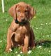 Vizsla Puppies for sale in Chattanooga, TN, USA. price: NA