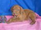 Vizsla Puppies for sale in Houston, TX, USA. price: $350
