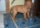 Vizsla Puppies for sale in New Orleans, LA, USA. price: NA