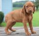 Vizsla Puppies for sale in Washington, VA 22747, USA. price: $500
