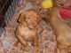 Vizsla Puppies for sale in San Antonio, TX, USA. price: NA
