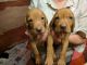 Vizsla Puppies for sale in Los Angeles, CA, USA. price: NA