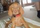 Vizsla Puppies for sale in New Haven, MI 48050, USA. price: $420