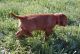 Vizsla Puppies for sale in Columbus, OH, USA. price: NA