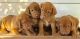 Vizsla Puppies for sale in Tecate, CA 91987, USA. price: NA
