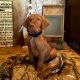 Vizsla Puppies for sale in Como, TX 75431, USA. price: $1,800