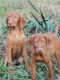 Vizsla Puppies for sale in Callaway, VA 24067, USA. price: $800