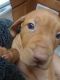 Vizsla Puppies for sale in Airway Heights, WA, USA. price: NA