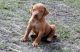 Vizsla Puppies for sale in Savage, MN, USA. price: NA