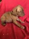 Vizsla Puppies for sale in Newton, IL 62448, USA. price: $500