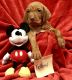 Vizsla Puppies for sale in Weatherford, TX, USA. price: $1,000