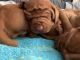 Vizsla Puppies for sale in Orangeville, UT 84537, USA. price: $800