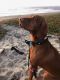 Vizsla Puppies for sale in Upland, CA, USA. price: $1,800