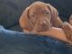 Vizsla Puppies for sale in Eagle, ID, USA. price: $600