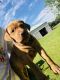 Vizsla Puppies for sale in Fort White, FL 32038, USA. price: $1,000