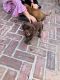 Vizsla Puppies for sale in Fort White, FL 32038, USA. price: $800