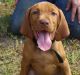 Vizsla Puppies for sale in Chelsea, SD 57465, USA. price: $600