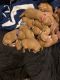 Vizsla Puppies for sale in 6630 Dixie Hwy, Louisville, KY 40258, USA. price: NA