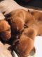 Vizsla Puppies for sale in 15151 FL-47, Fort White, FL 32038, USA. price: $700