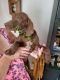 Vizsla Puppies for sale in Forsyth, GA 31029, USA. price: NA