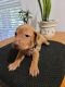 Vizsla Puppies for sale in Killeen, TX, USA. price: $1,500