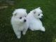 Volpino Italiano Puppies for sale in Washington, DC, USA. price: $350