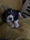Walker Hound Puppies for sale in 12786 Dennis Dr, Caldwell, ID 83607, USA. price: $500