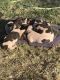 Walker Hound Puppies for sale in Snowflake, AZ 85937, USA. price: NA