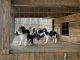 Walker Hound Puppies for sale in Morganton, NC 28655, USA. price: $200