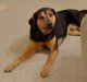 Walker Hound Puppies for sale in Durham, NC, USA. price: NA