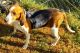 Walker Hound Puppies for sale in Moore, SC, USA. price: $500