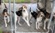Walker Hound Puppies for sale in Bolivia, NC 28422, USA. price: $80