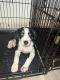 Walker Hound Puppies for sale in Fayetteville, NC, USA. price: $150