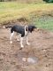 Walker Hound Puppies for sale in Boyceville, WI 54725, USA. price: NA