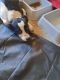 Walker Hound Puppies for sale in Montgomery, AL, USA. price: NA