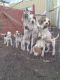 Walker Hound Puppies