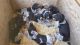 Walker Hound Puppies for sale in Huntington Beach, CA, USA. price: NA