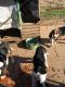 Walker Hound Puppies for sale in Hoskinston, KY, USA. price: $350