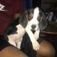 Walker Hound Puppies for sale in Port Washington, NY, USA. price: $800