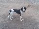 Walker Hound Puppies for sale in Cotopaxi, CO 81223, USA. price: $750