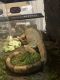 Water monitor Reptiles for sale in San Tan Valley, AZ, USA. price: NA