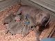 Weimaraner Puppies for sale in Anderson, SC, USA. price: $800