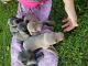 Weimaraner Puppies for sale in Mountain Brook, AL 35216, USA. price: $500