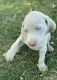 Weimaraner Puppies for sale in Yelm, WA 98597, USA. price: $1,100