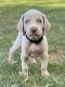 Weimaraner Puppies for sale in Yelm, WA 98597, USA. price: $1,500