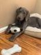 Weimaraner Puppies for sale in Thornton, CO, USA. price: $500